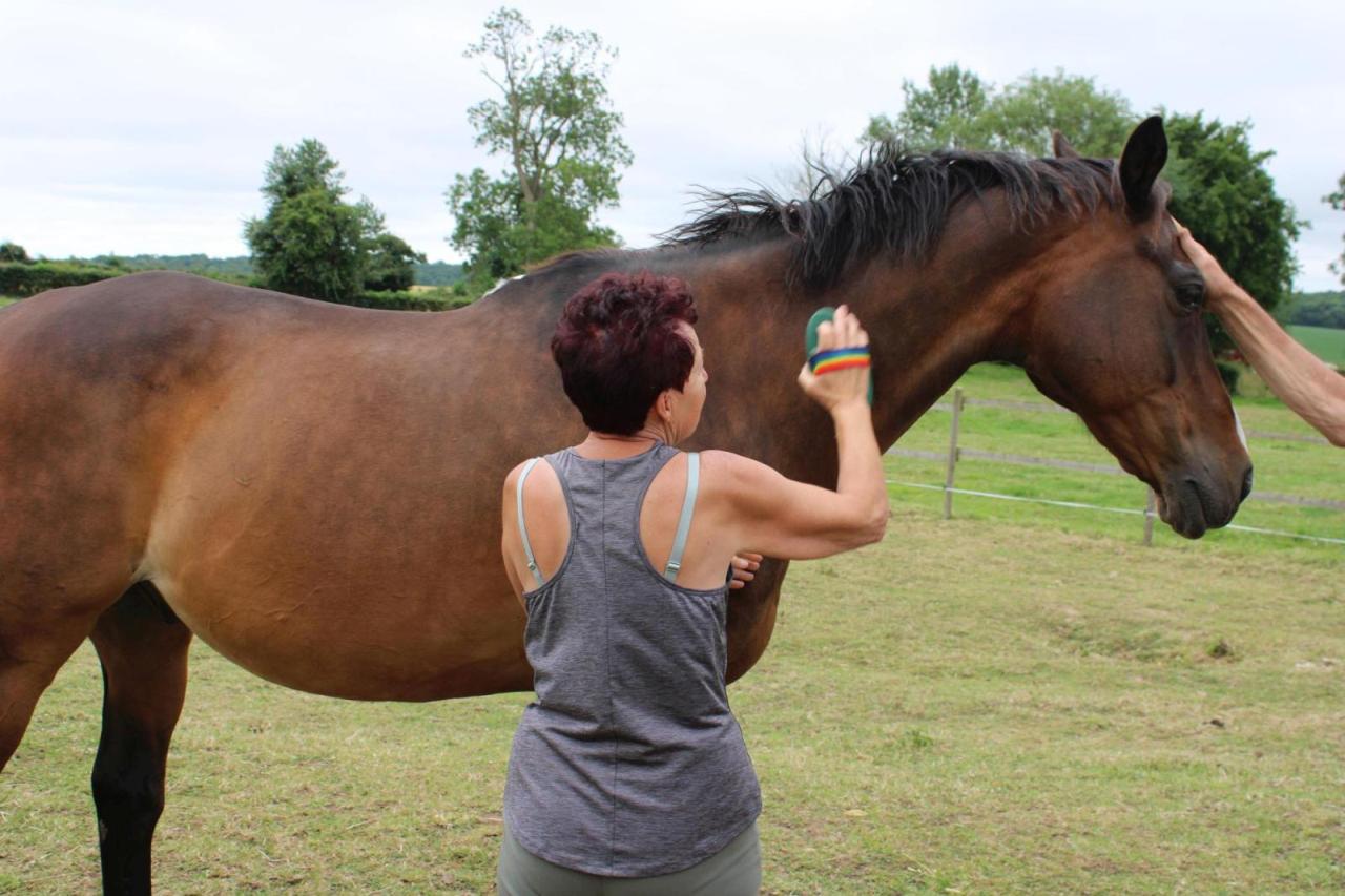 Au Paradis O'Fer - Nos chevaux